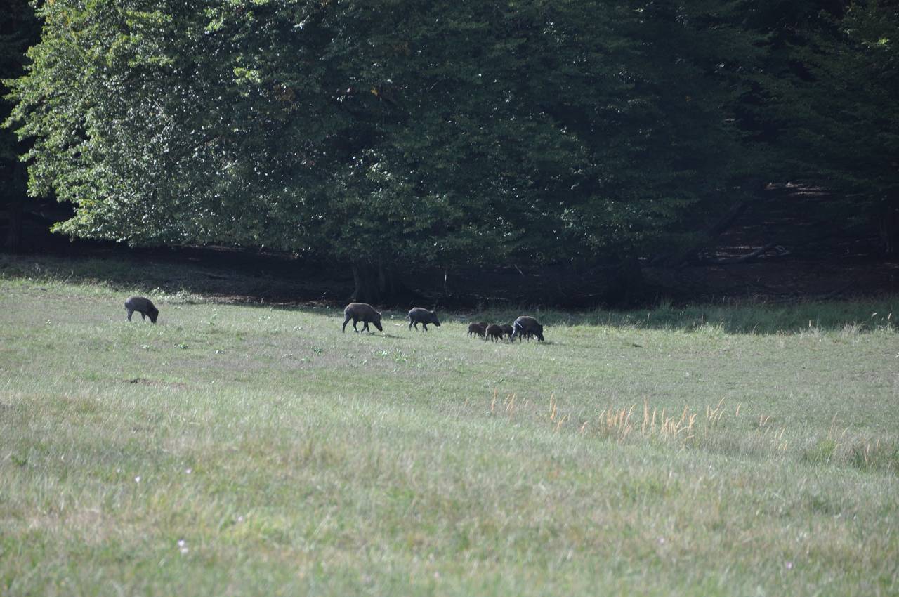 Wildschweine im Lainzer Tiergarten