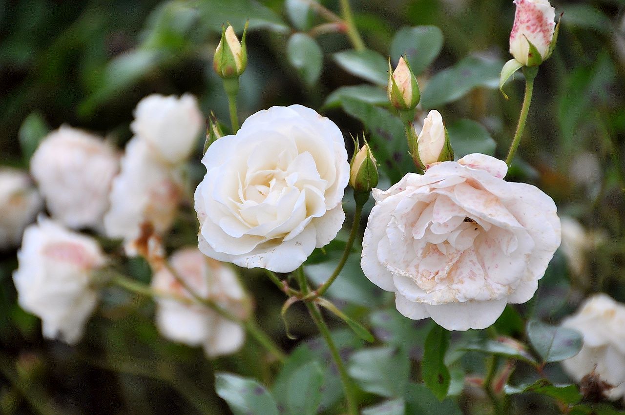 Rosenbeete im Schlossgarten verbreiten herrlichen Duft