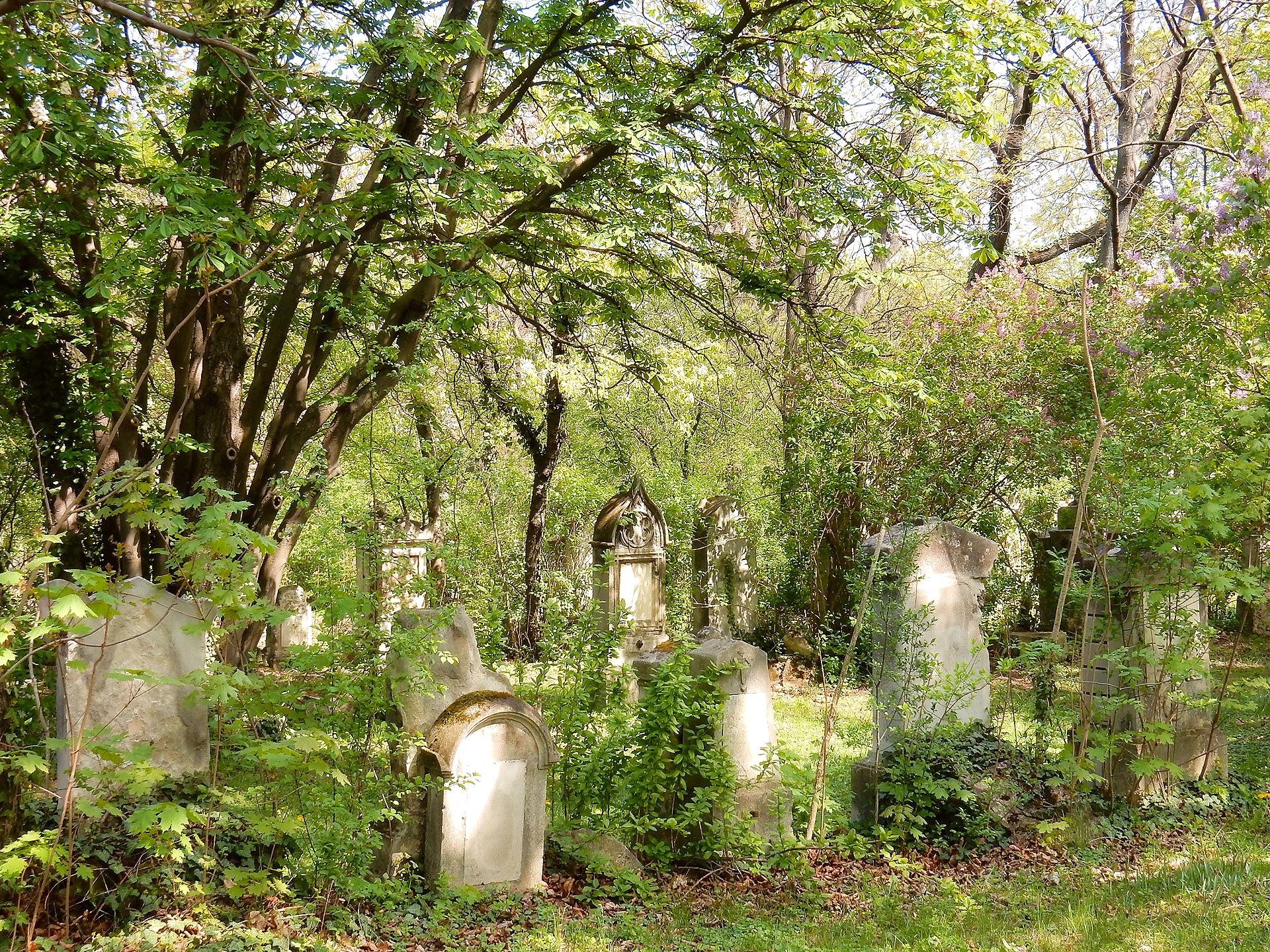 Frühling und Fliederblüte im Friedhof St. Marx