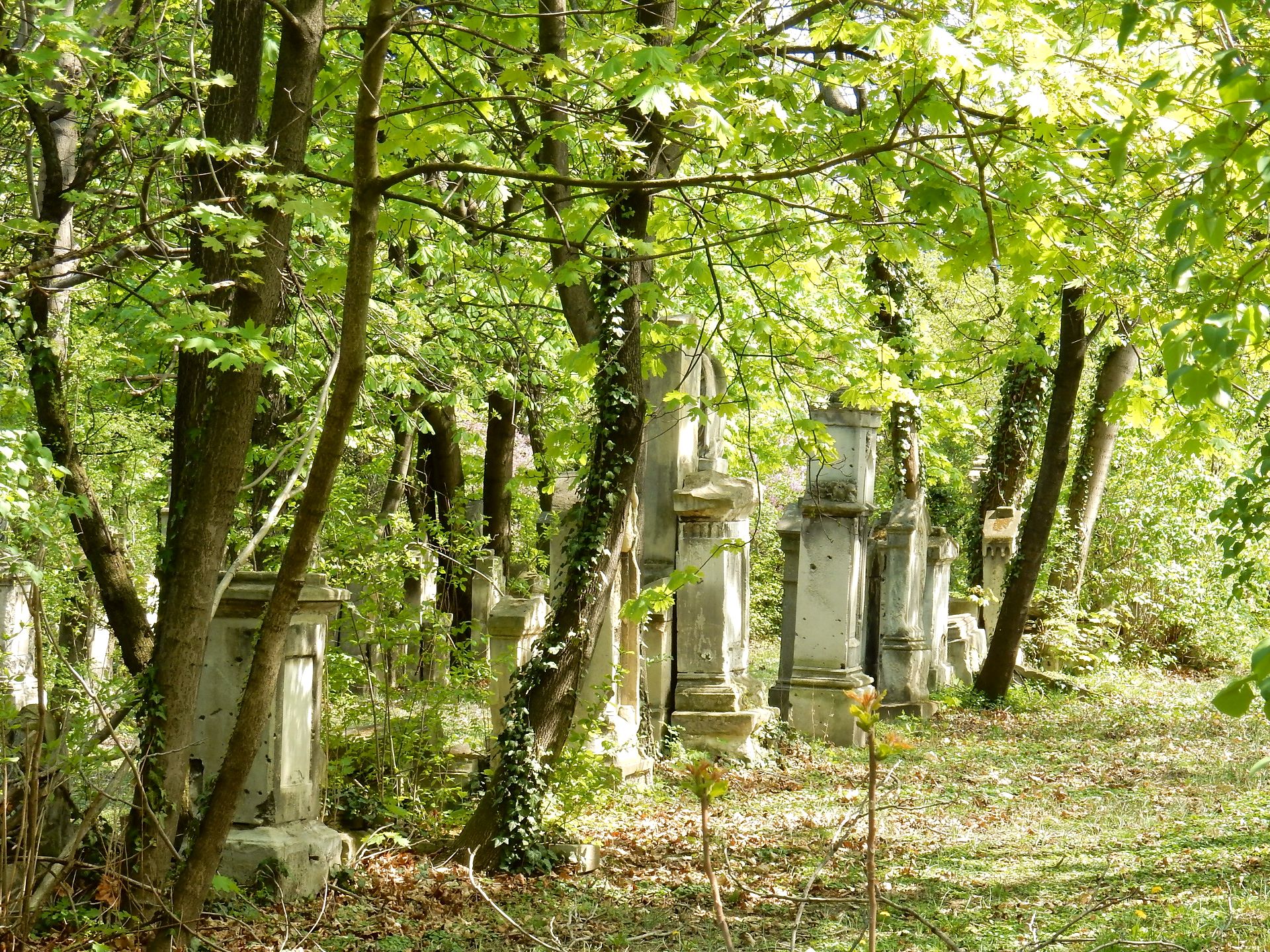 Frühling und Fliederblüte im Friedhof St. Marx