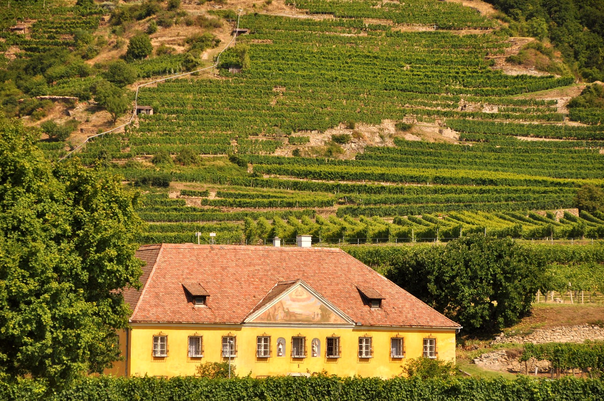 Typisch für die Wachau sind die Terrassen, auf denen im milden Klima bester Wein gedeiht. Ich hab ihn getestet, es stimmt. ;) 