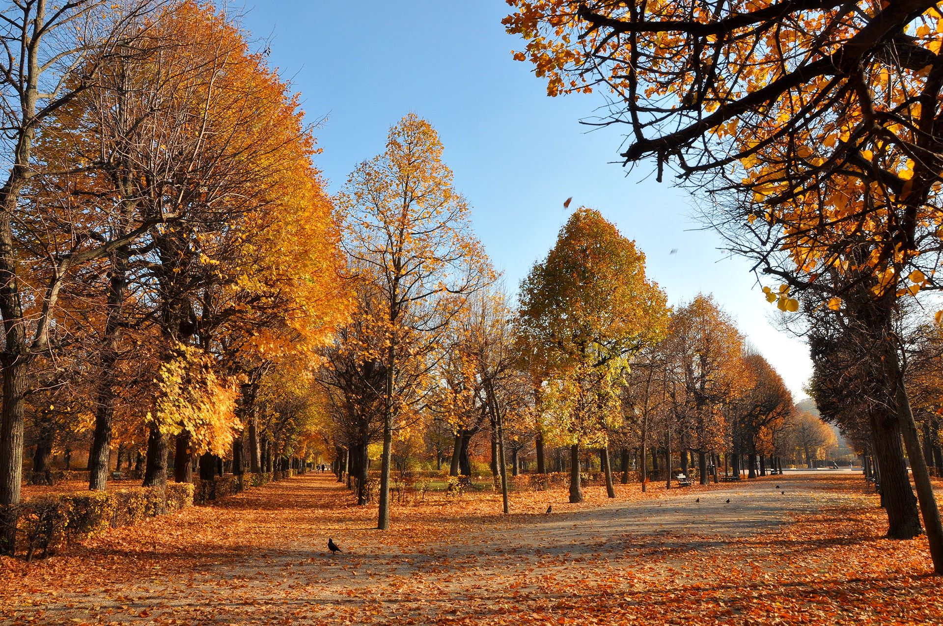 Herbst im Schlosspark Schönbrunn