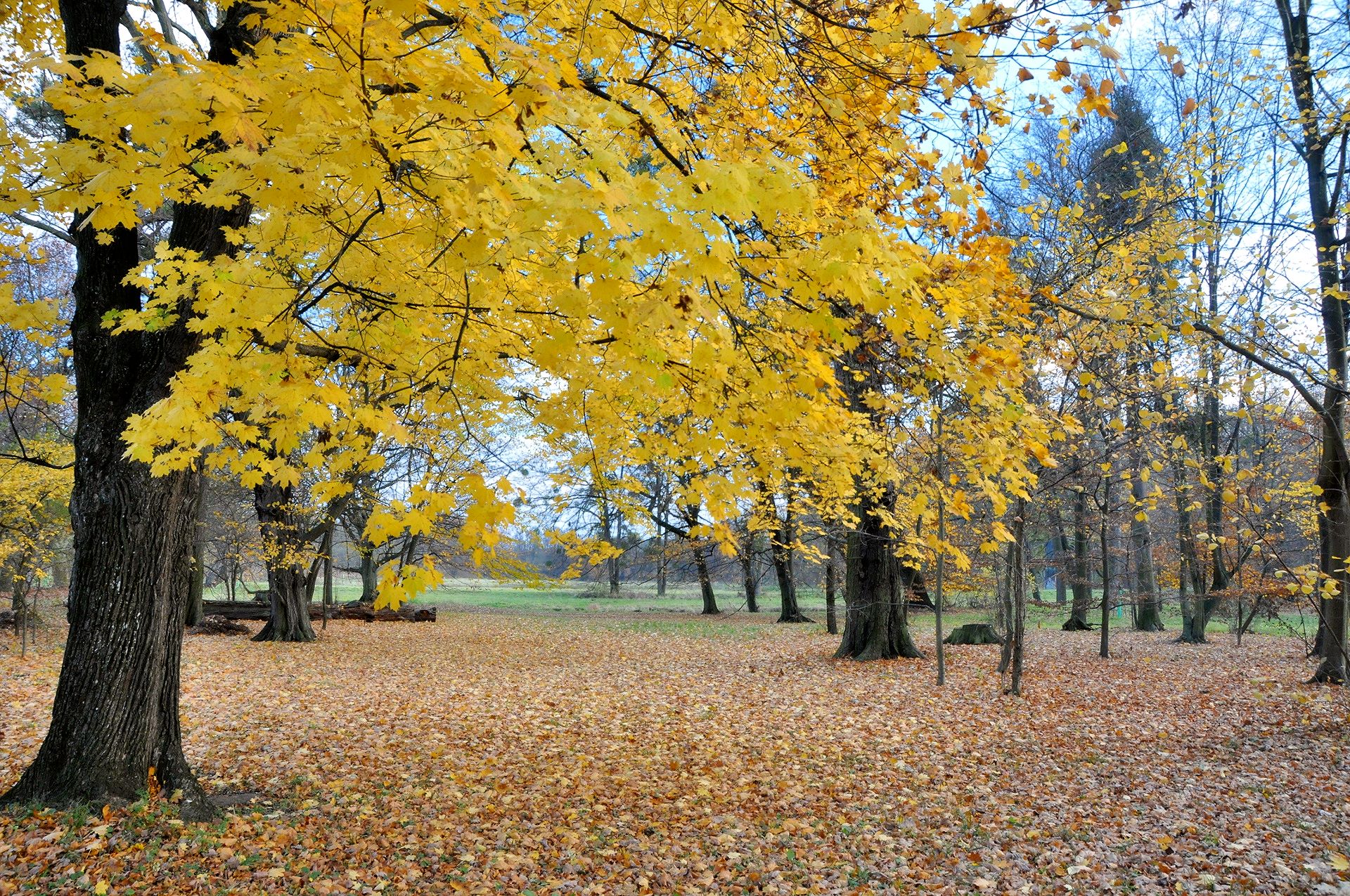 Herbststimmung im Schlosspark Lednice