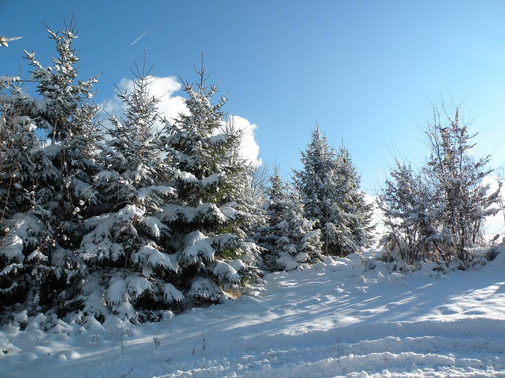 Winter im Voralpenland