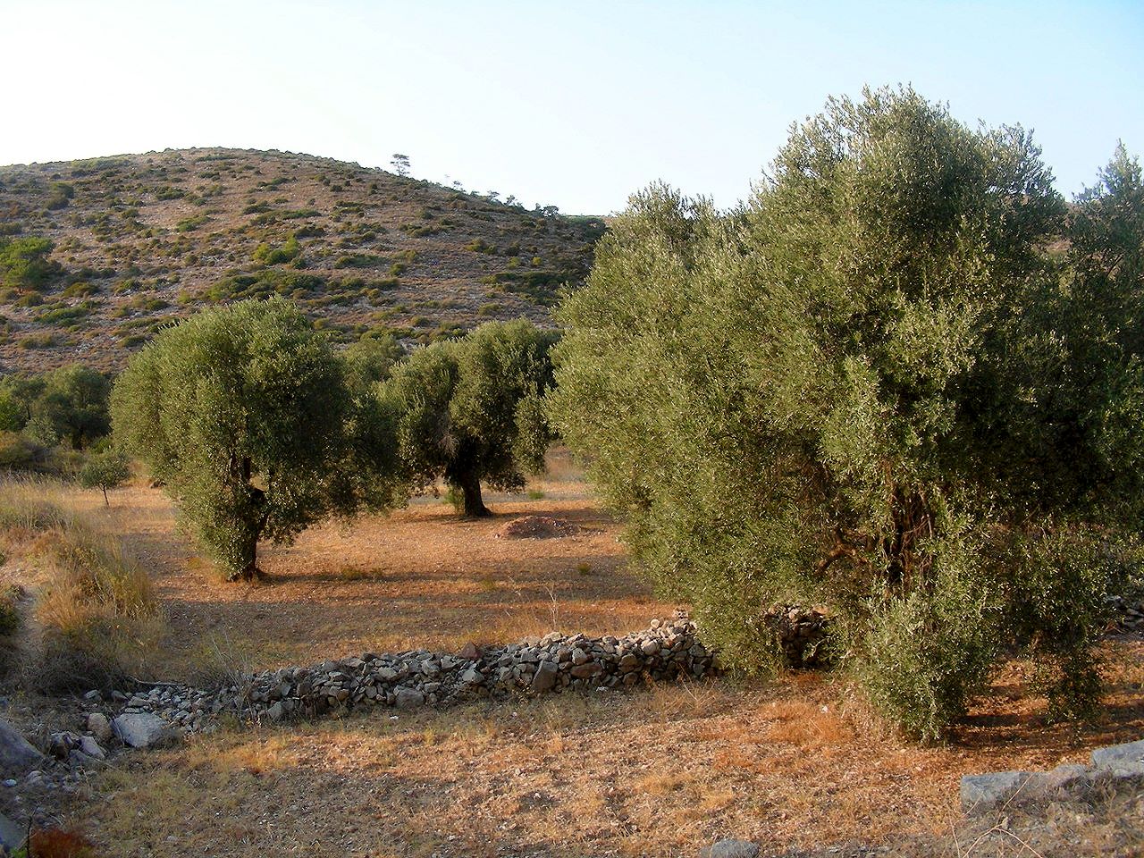 Typischer Olivenhain