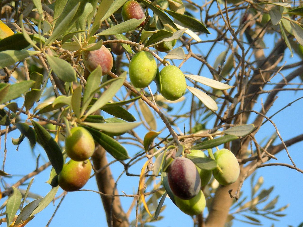 Auf den Olivenbäumen reifen die Früchte