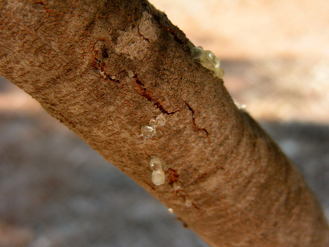 Ein „tränender“ Mastixbaum
