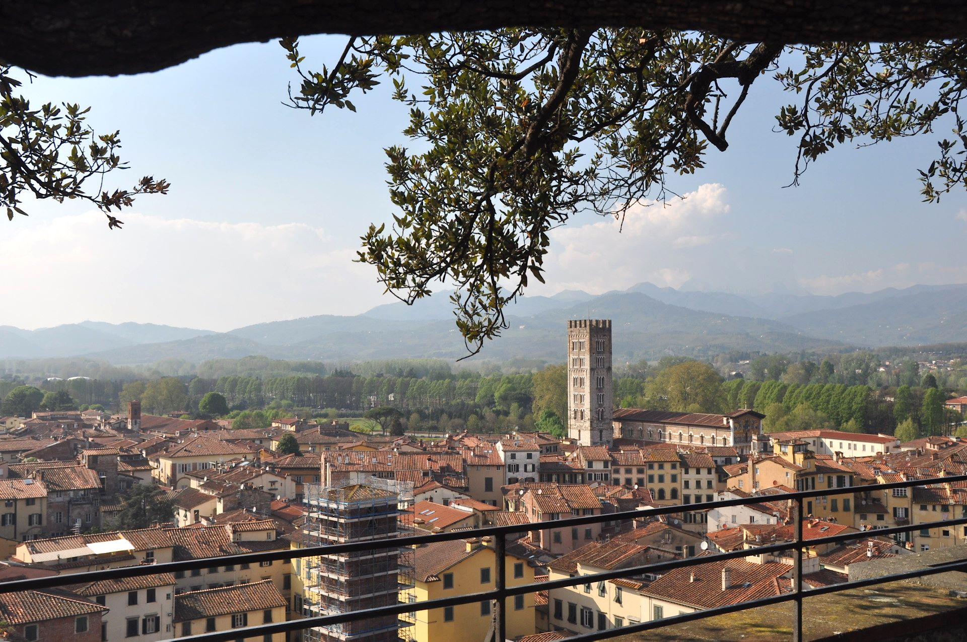 Am Torre Guinigi über Lucca