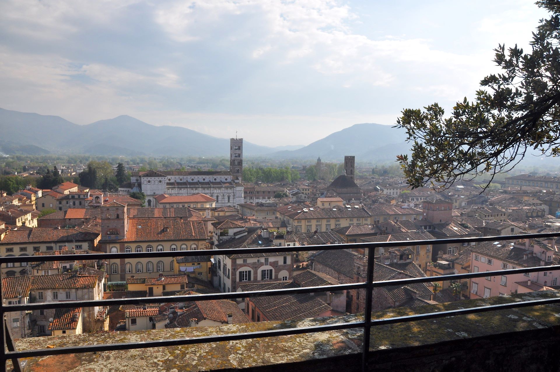 Am Torre Guinigi über Lucca