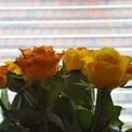 roses-2420_1280_x_1024_.jpg