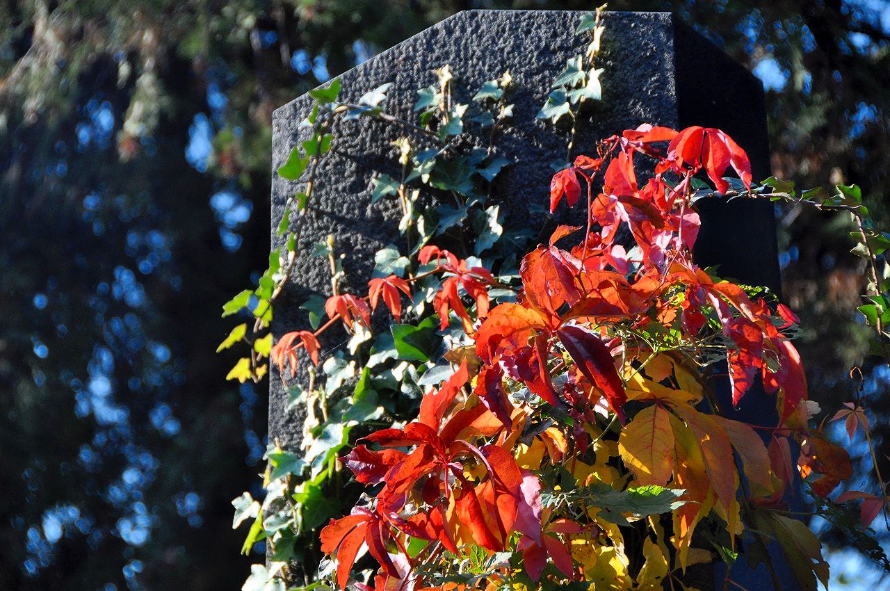 blog:2013-10-15-herbstfarben-am-friedhof:2013-10-15_-_zentralfriedhof-149s.jpg